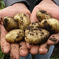 Wo wachsen eigentlich Pommes? Kartoffelaktion in St. Johannes d.T. 2024