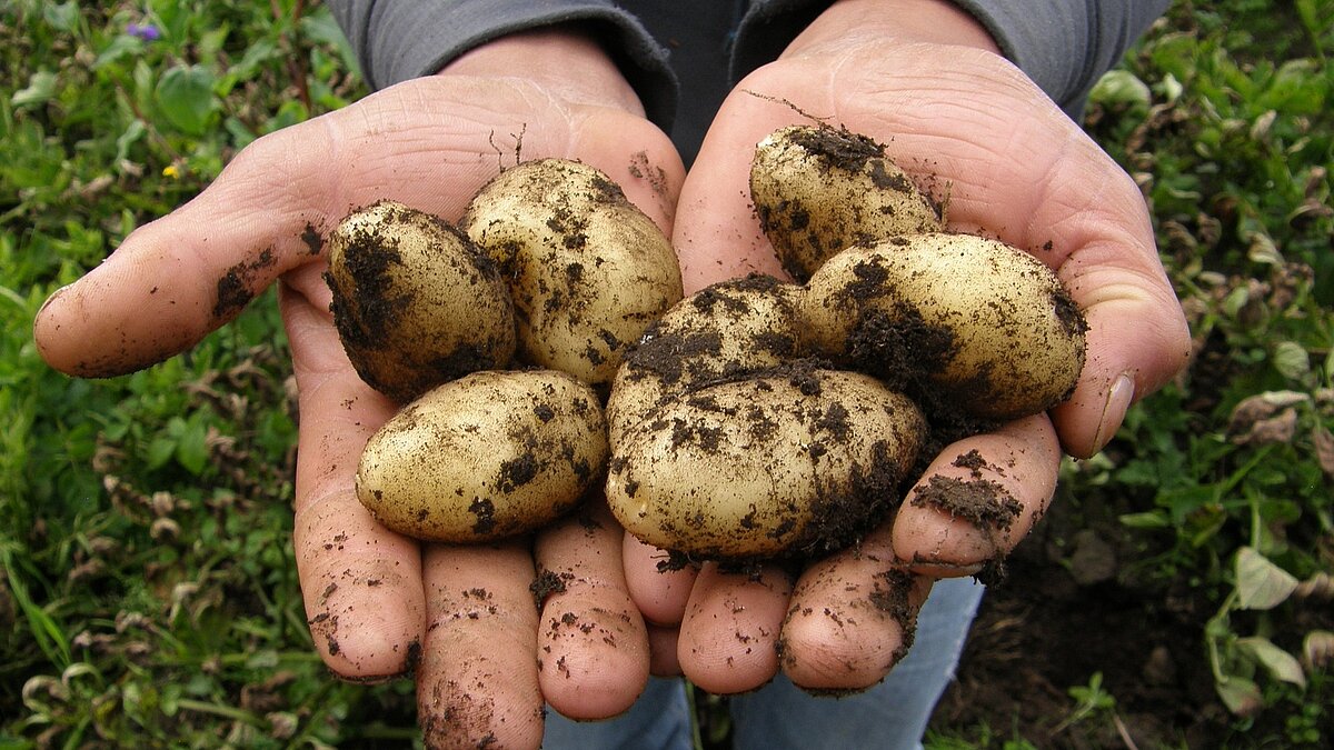 Wo wachsen eigentlich Pommes? Kartoffelaktion in St. Johannes d.T. 2024